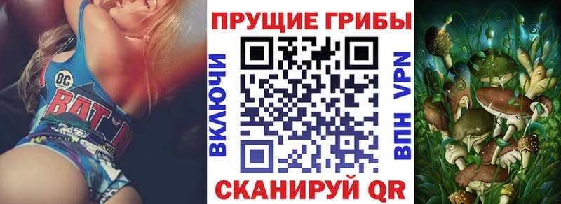 Купить закладки  Гвардейск  Псилоцибиновые грибы Psilocybe 